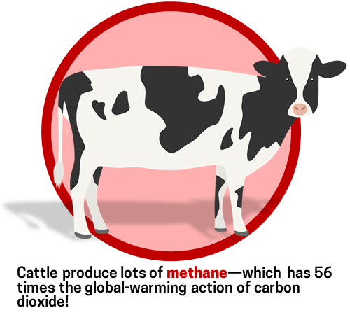 Picture of cow with text: Cattle produce lots of methane—which has 56 times the global-warming action of carbon dioxide