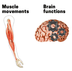 Animated arm moving, with muscles visible. Brain with gears turning to simulate thinking.