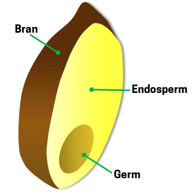 Cutaway illustration of grain, showing the bran, endosperm, and germ